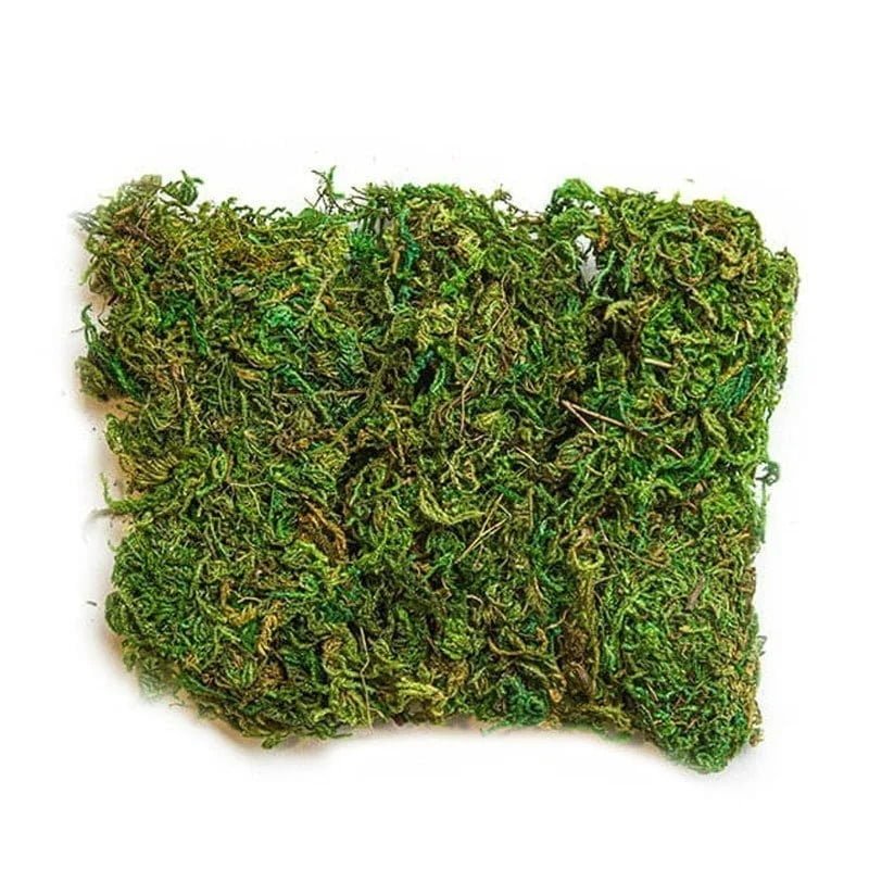 3800093 Διακοσμητικό Γρασίδι Για Συνθέσεις - Grass deco - Image 2